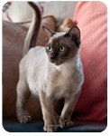 Isajen Burmese
