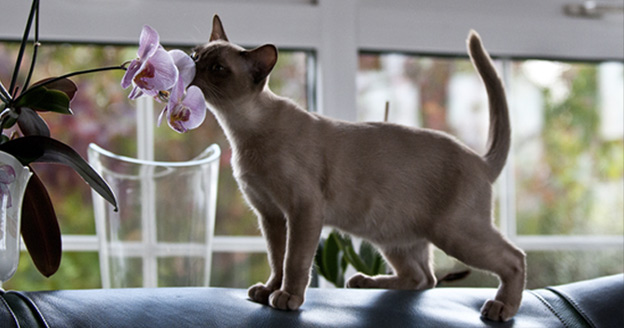 leaburmese cats