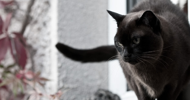 leaburmese cats