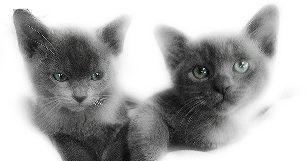 leaburmese cats
