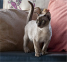 Lea Burmese Cats